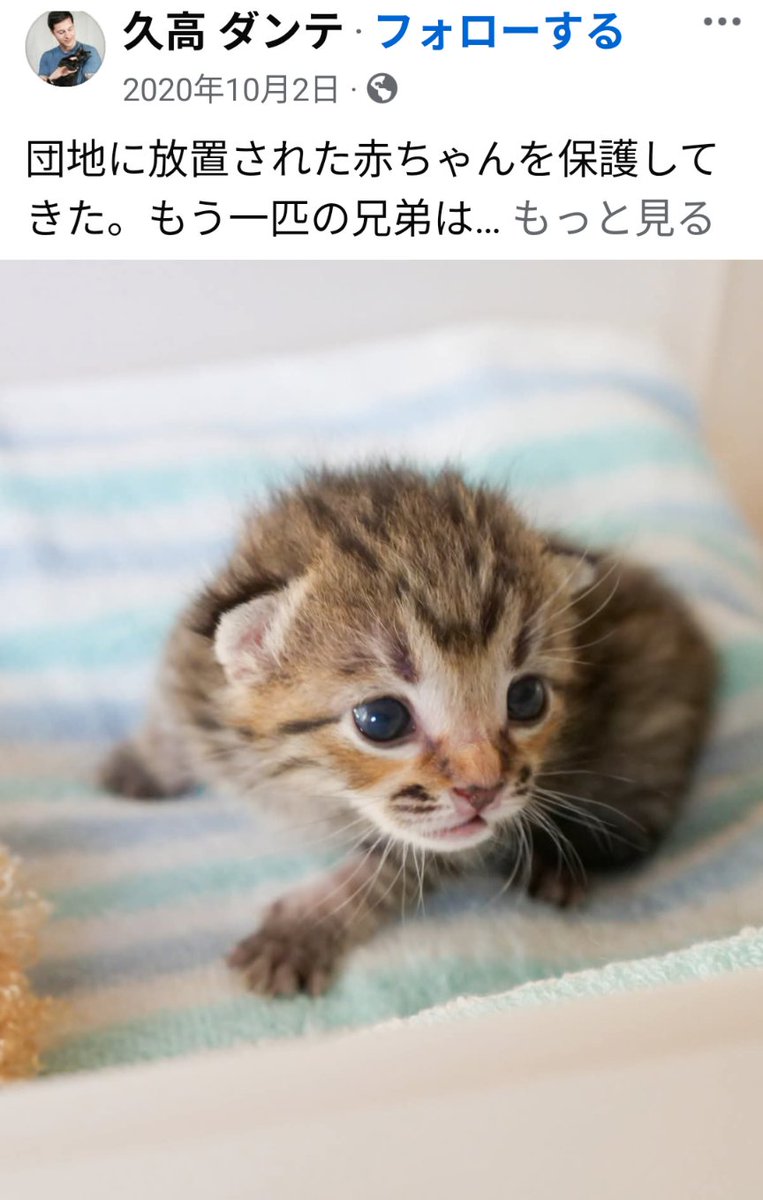 しらす tweet media