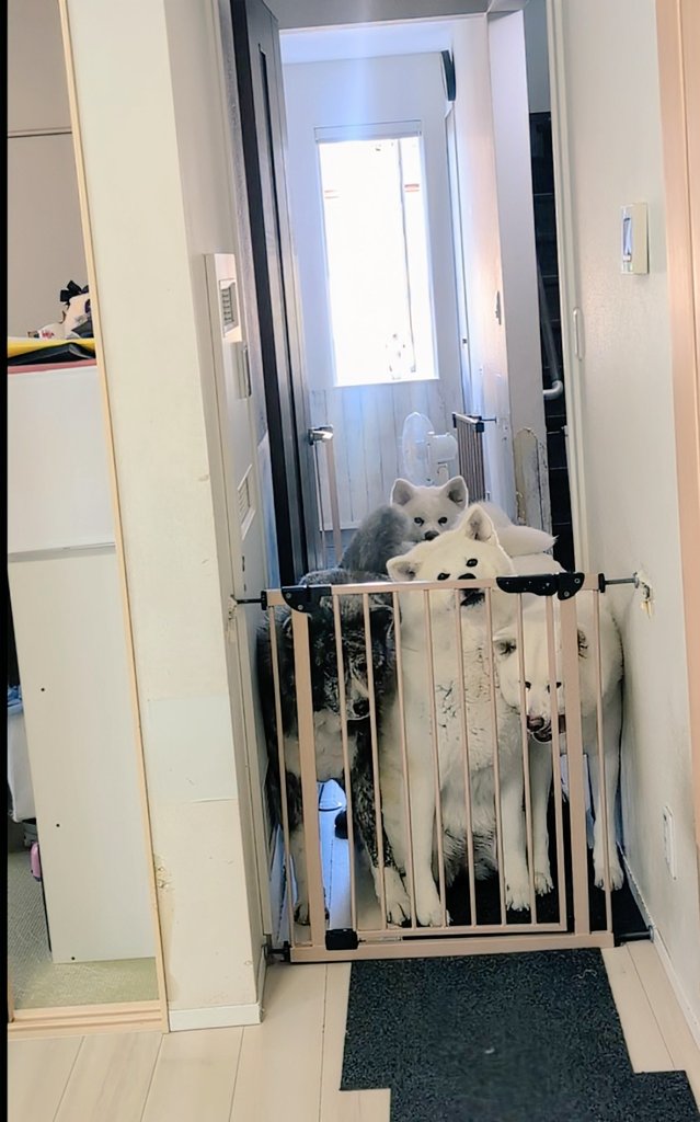 秋田犬こゆきと愉快な仲間達 tweet media