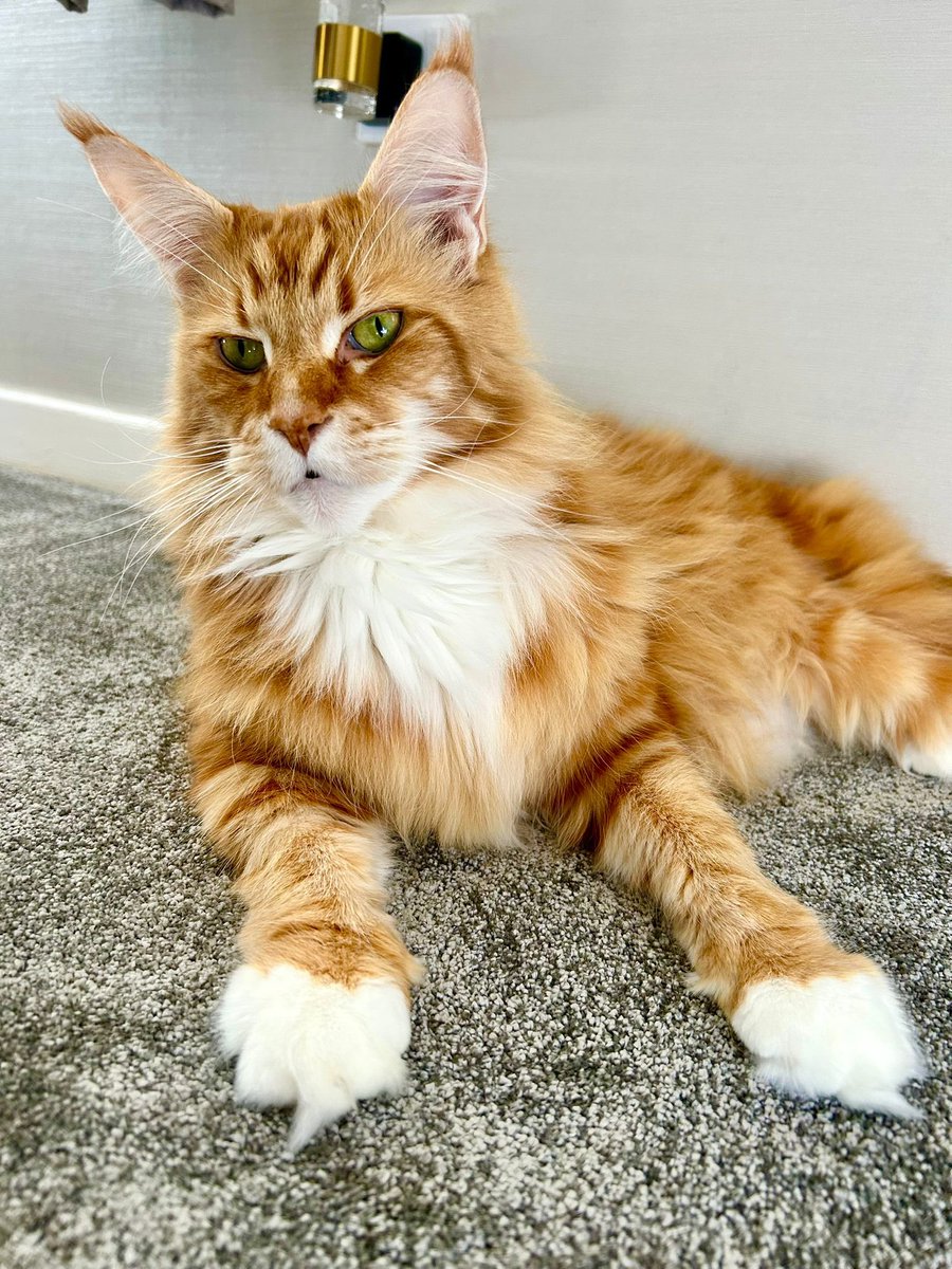 buddy_gizmo's tweet image. Gizmo is loving how the silver/grey carpet makes his colours pop as he believes the kids say. He doesn’t really keep up with trends as he’s a cat 😹😹 

Have an awesome #Caturday pals! 😸😸🦁🦁 #teamfloof #CatsOfTwitter
