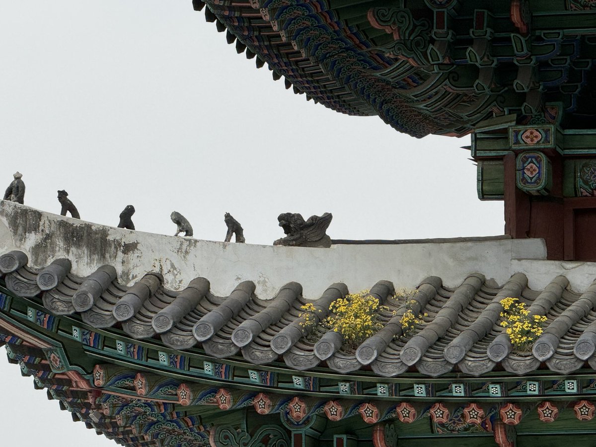 창경궁 홍화문 기와에서도 꽃이 피었다. 
식물의 생명력은 멋져.