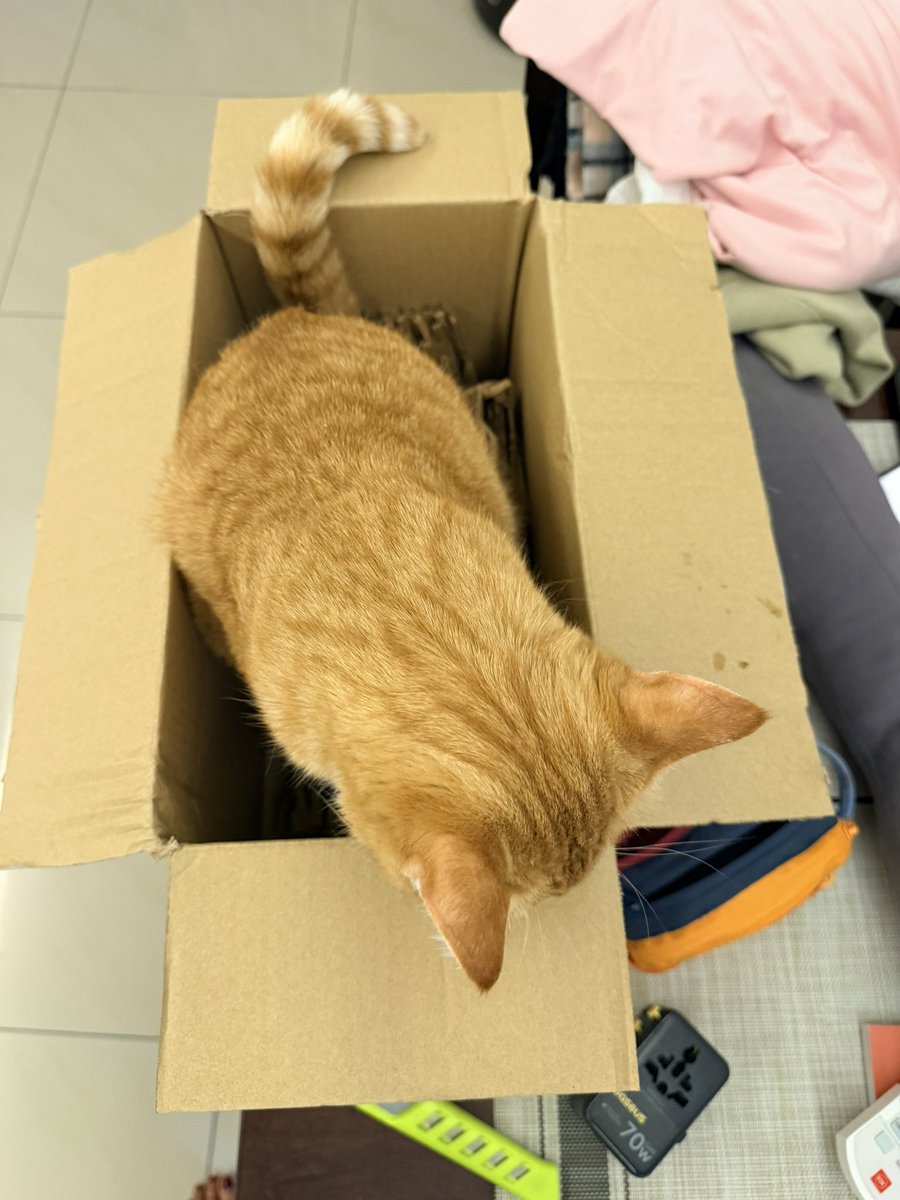 ginger_bois's tweet image. New box for me 😻 #cats #CatsRule #CatsOfTwitter