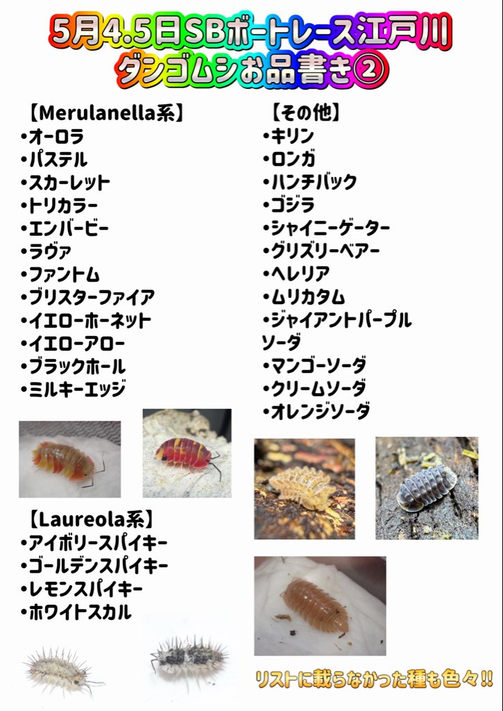 bug_forest's tweet photo. 5月4.5日のSBボートレース江戸川 @lbjkhomac ダンゴムシ販売リストです🔥

今回もたくさん連れて行きます🙌

各種1〜2カップずつのものが多いので、複数欲しいなどのお問合せあれば、私又は七瀬くん @isopods_7se までDMください🙇 https://t.co/fbs28J9H4z