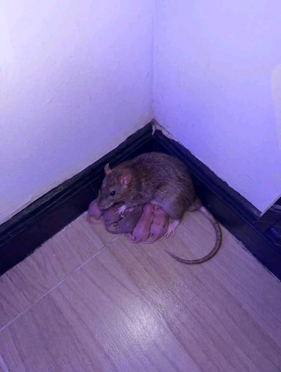 Blessjoe2929's tweet image. I just came in after a long travel and saw this in my kitchen store 🤔🤔

What do I do now?

#goviral #letstalk #viralpost