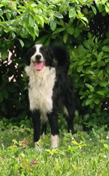 Missing Animaux 81 tweet media