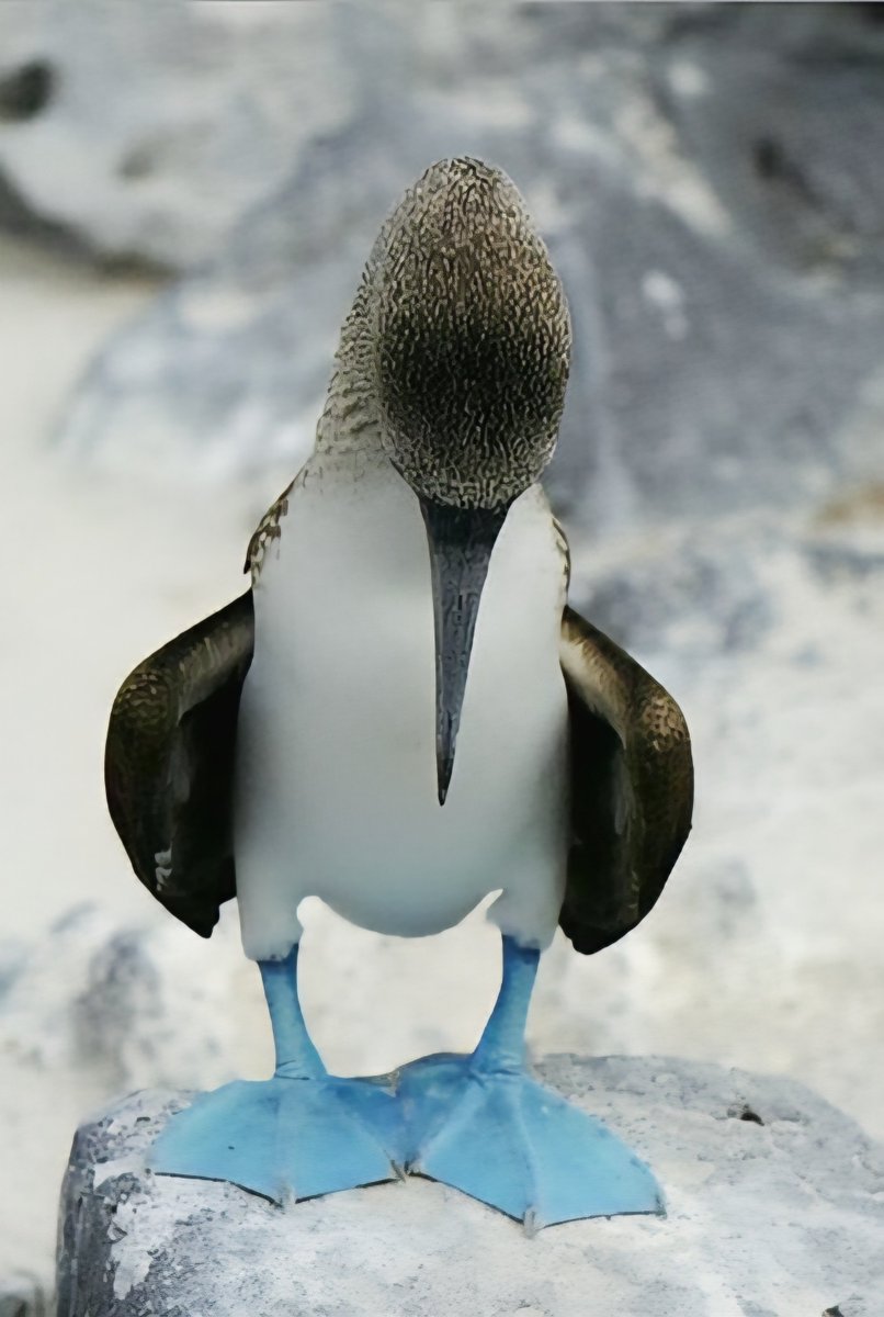 AMAZlNGNATURE's tweet photo. The blue-footed booby 

This bird is known for its bright blue feet, high-stepping courtship dance and remarkable plunge-diving skills. They are found along the eastern Pacific, especially the Galápagos Islands https://t.co/ounoetdA0K
