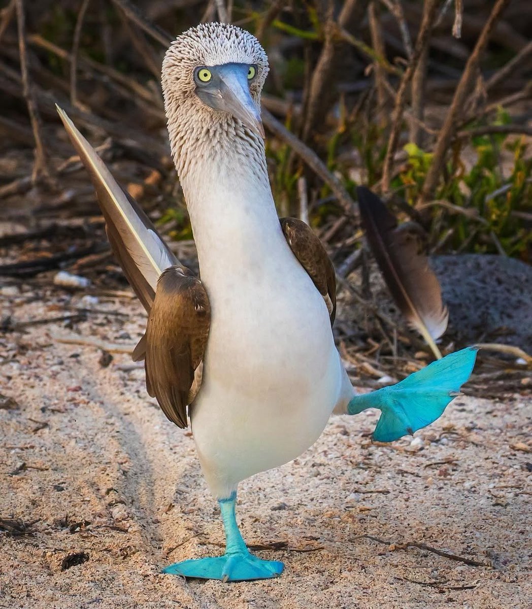 AMAZlNGNATURE's tweet photo. The blue-footed booby 

This bird is known for its bright blue feet, high-stepping courtship dance and remarkable plunge-diving skills. They are found along the eastern Pacific, especially the Galápagos Islands https://t.co/ounoetdA0K