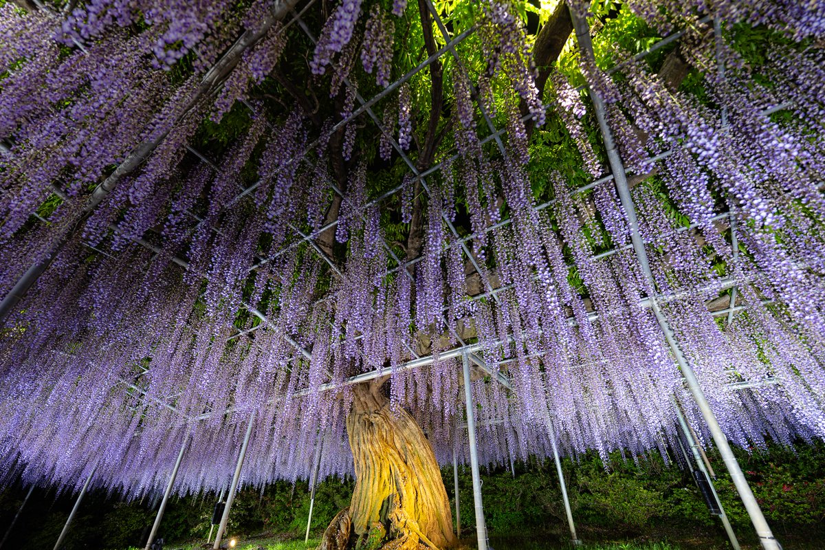 あしかがフラワーパークで藤の花の夜間ライトアップを撮影してきました！

2026/4/29撮影