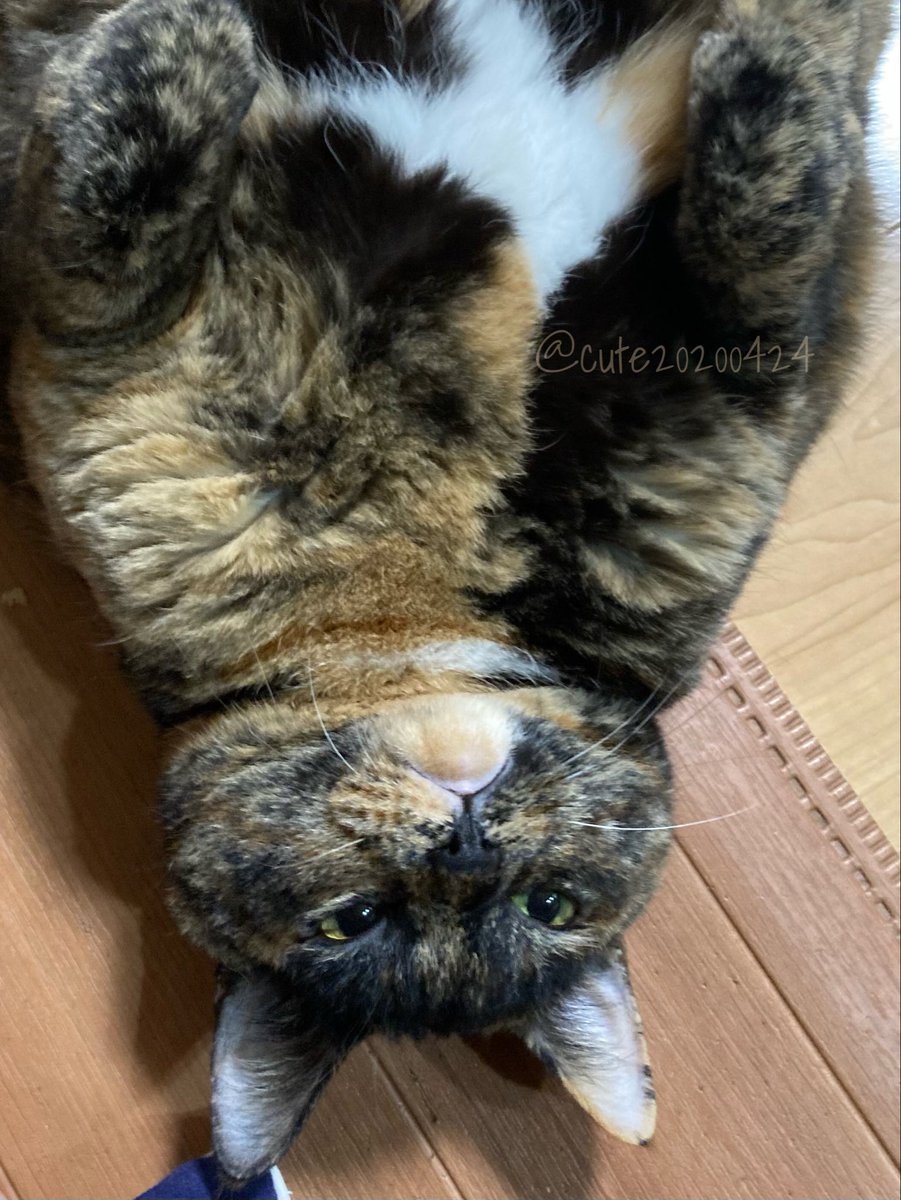 きゅーちゃん成長日記 tweet media