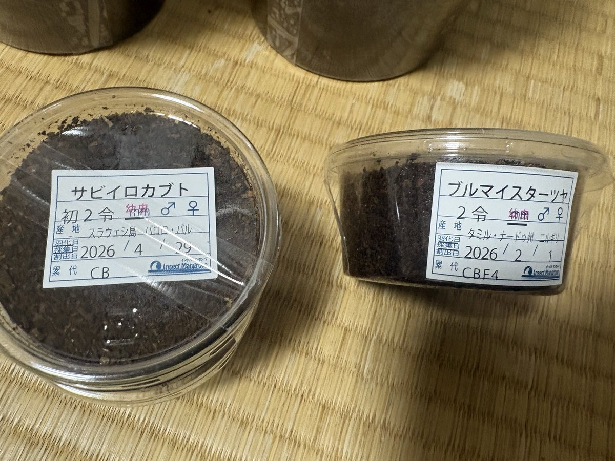 masa@カブクワ垢 tweet media