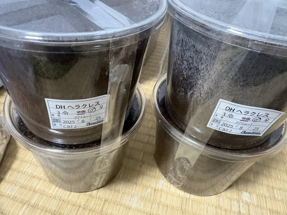masa@カブクワ垢 tweet media