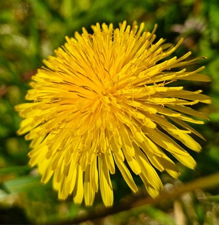 Maria32238606's tweet image. #Yellow