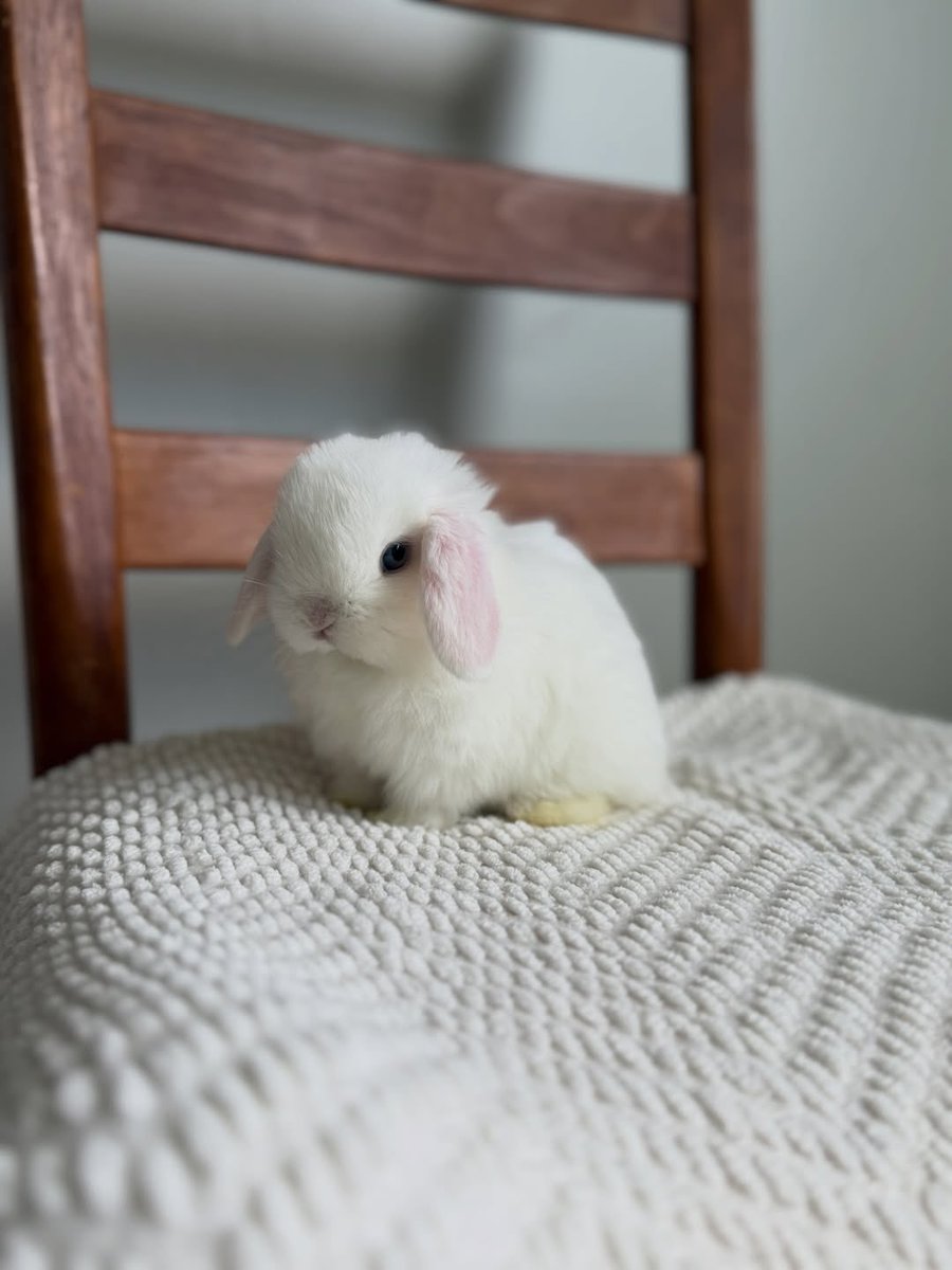 Bunnies tweet media
