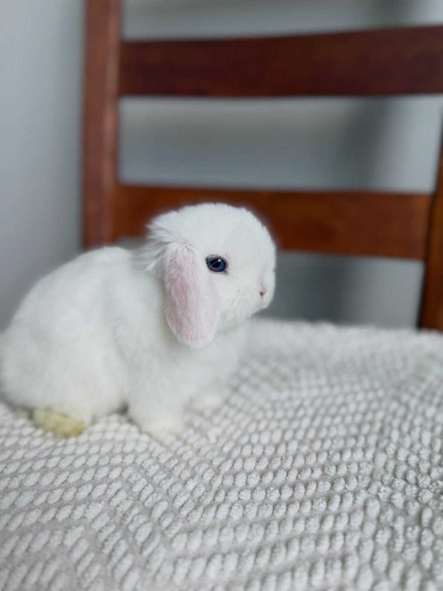 Bunnies tweet media