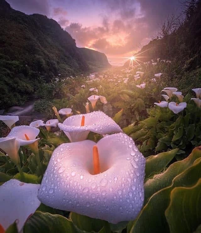 CoachLifeAS's tweet image. Thoughts do not attract what is intense, but what is consistent. The universe does not respond to a single moment of emotion, but to the rhythm of your inner repetition. 
#power