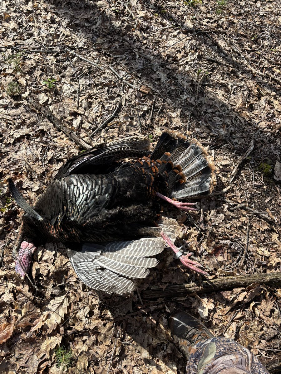 Turkey Rut Hunter 👍🏻🦃 tweet media