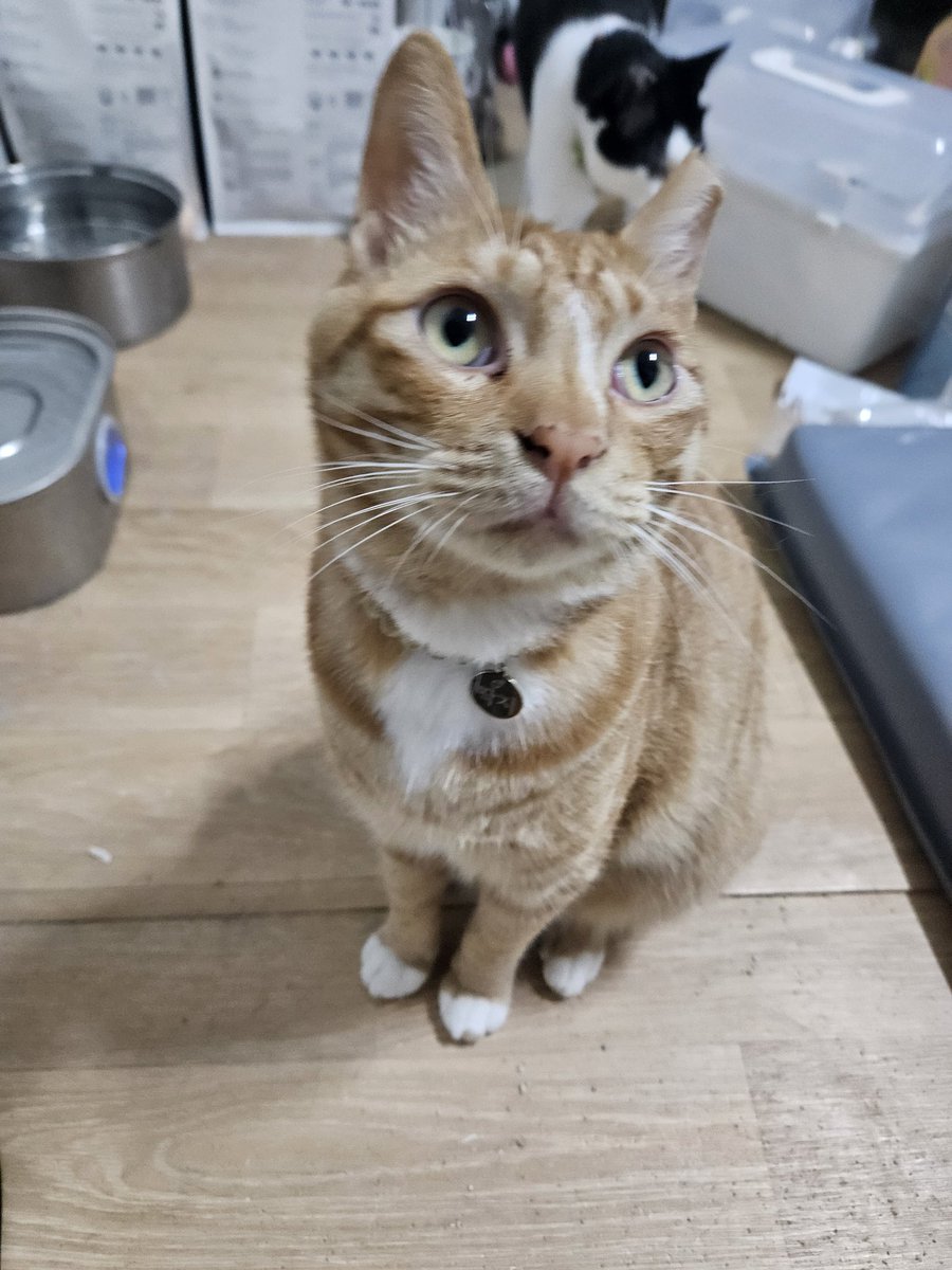 고양이 입양홍보 tweet media