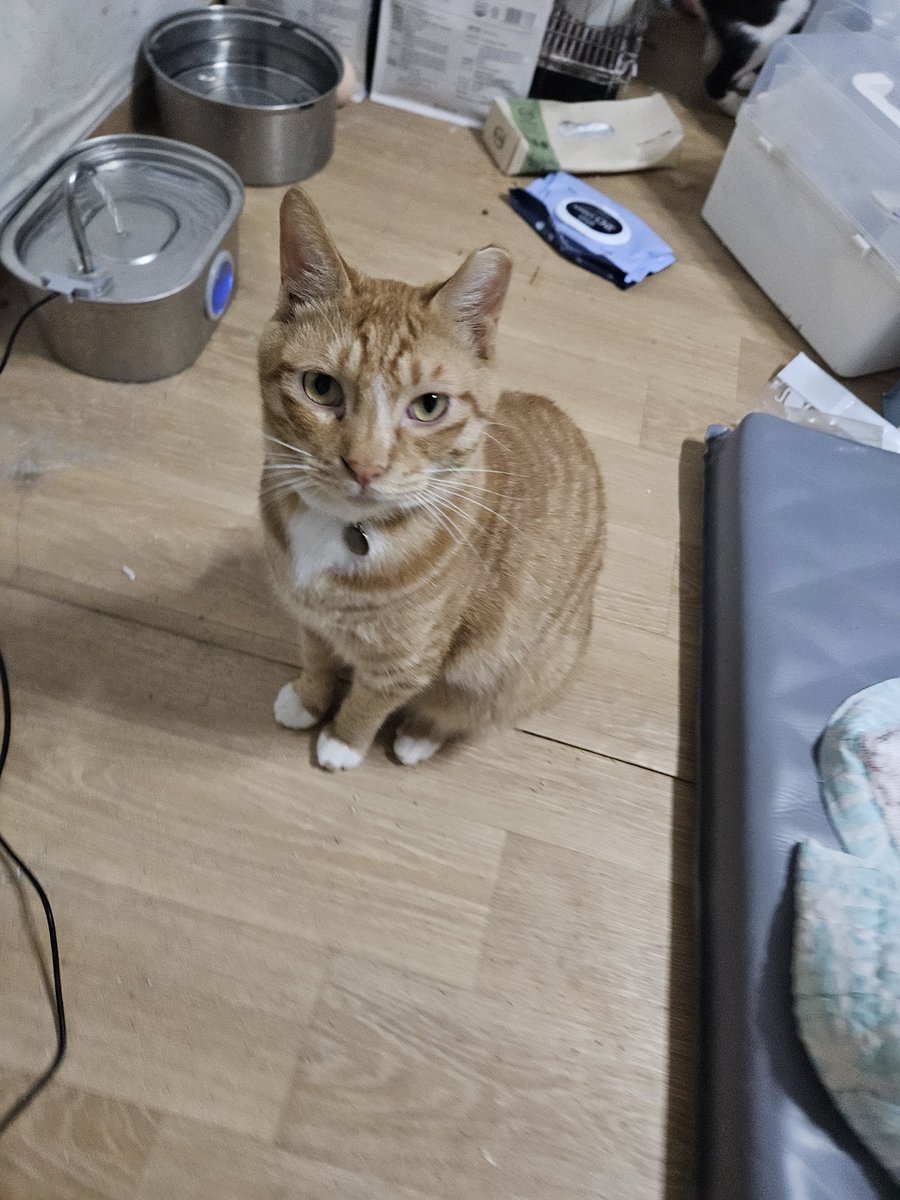 고양이 입양홍보 tweet media