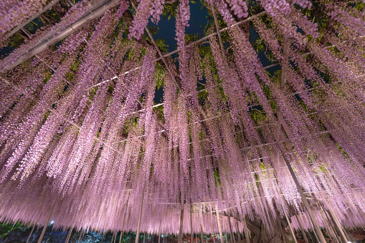 あしかがフラワーパークで藤の花の夜間ライトアップを撮影してきました！

2026/4/29撮影