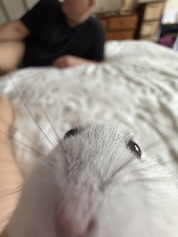 Tweets Of Hamster tweet media
