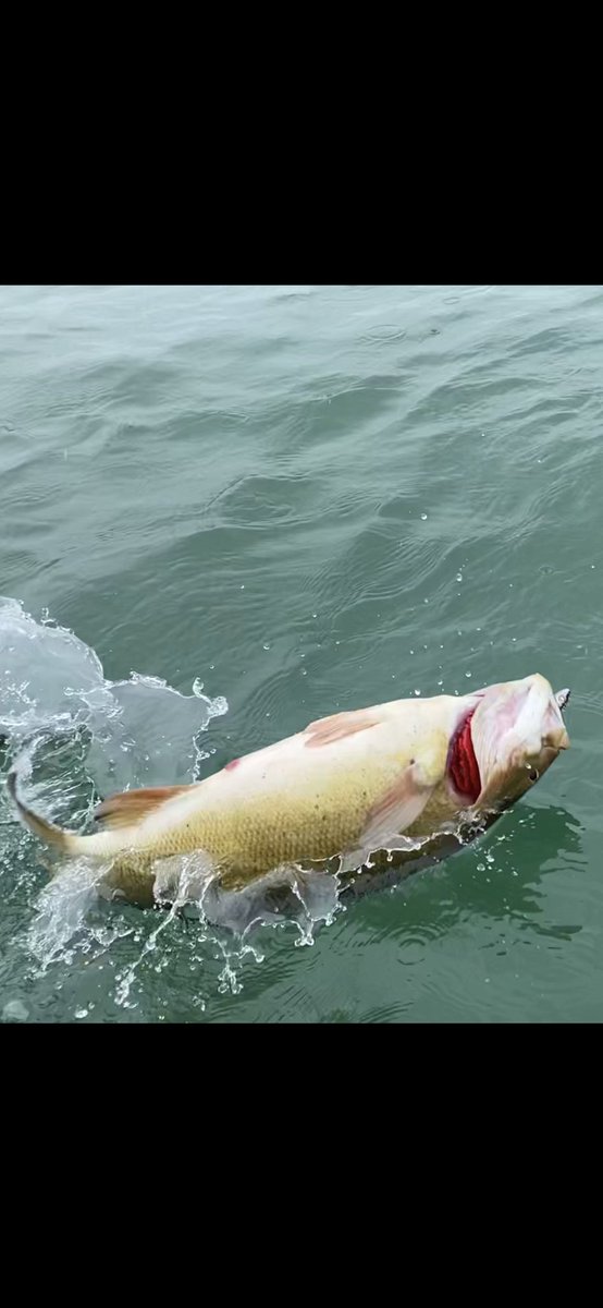 Big angry bass trying to throw away my smelthead jig 🙌☝️ #wnyfishing