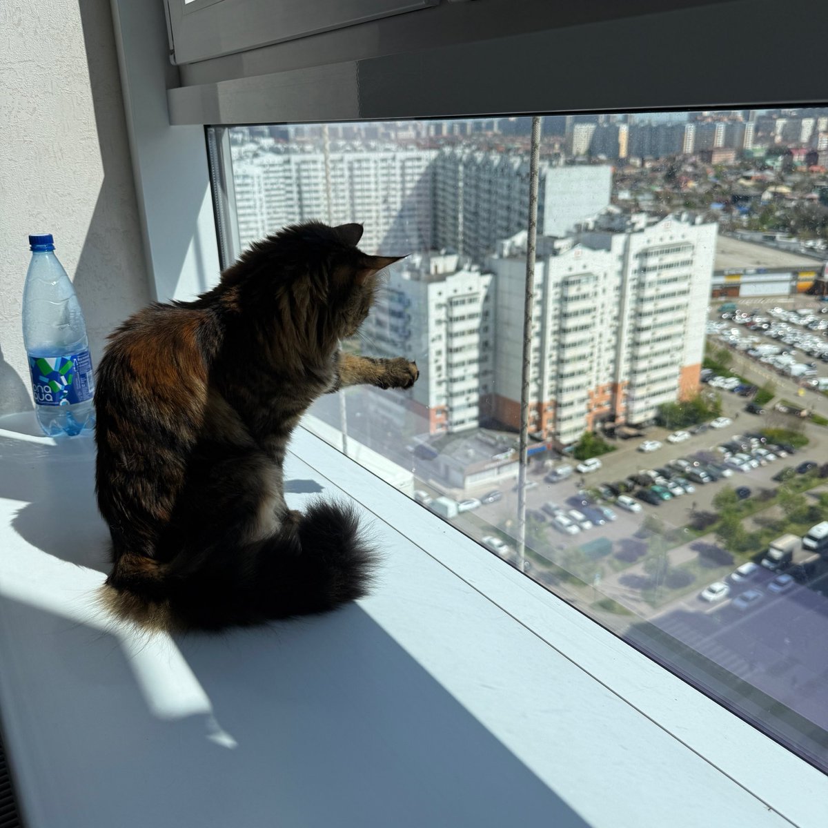 киттик 💍 tweet media