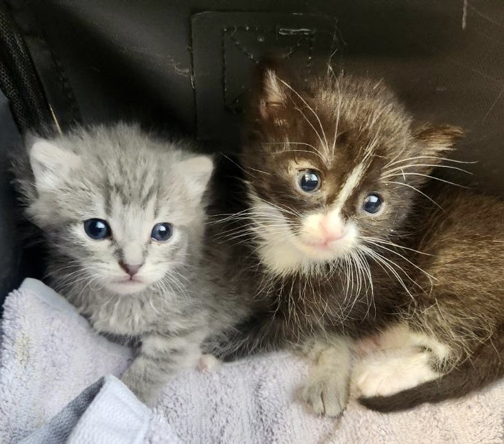 loudouncats's tweet image. It’s that time of year again when we are FULL! Our kittens and cats desperately need your help to fill their bellies.  Any and all donations are so welcome. 

Chewy chewy.com/g/loudoun-comm…

Amazon amazon.com/hz/wishlist/ls…