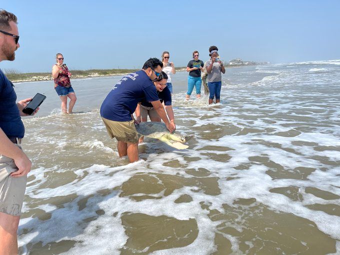 The Houston Zoo releasing a rehabilitated sea turtle in Galveston.