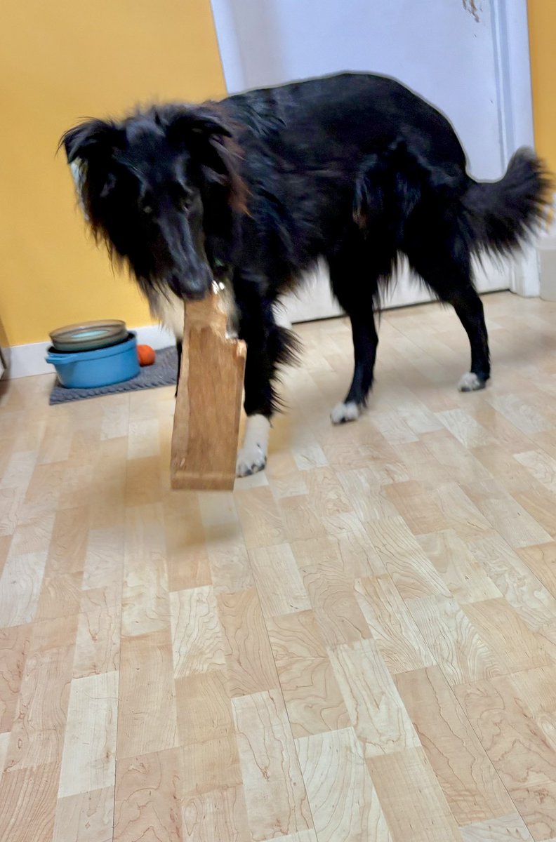 WilmaBenton19's tweet image. Look what I found in the shed!!! 

#dogsofx #dogsoftwitter #treasure