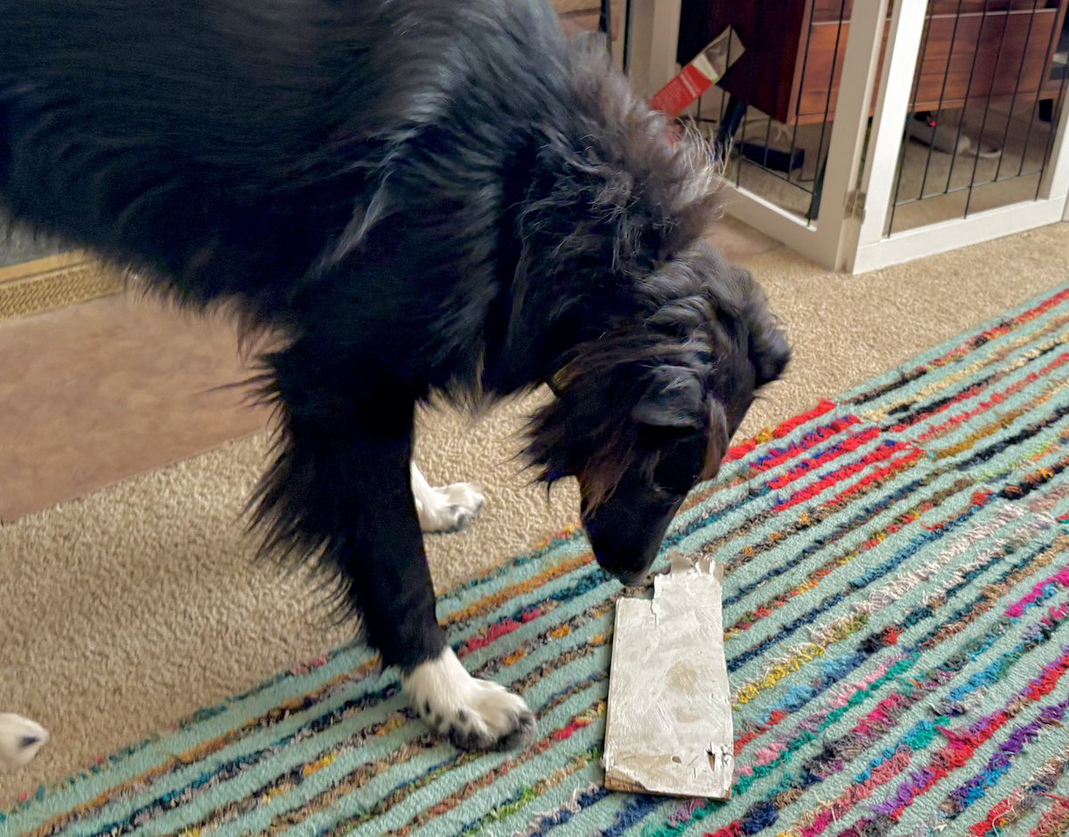 WilmaBenton19's tweet image. Look what I found in the shed!!! 

#dogsofx #dogsoftwitter #treasure