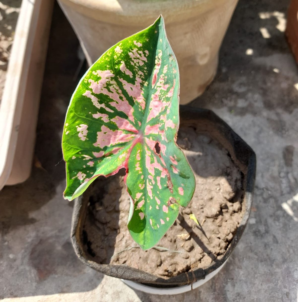 Menubook7's tweet image. After 4 months patience, finely it showed up 😊  #gardening #garden #nature  #plants #Earth #Planet #greenery