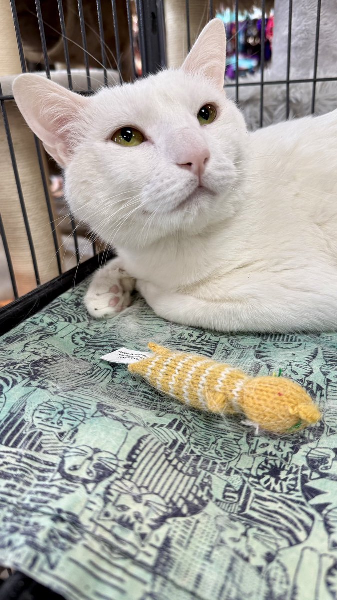 Happy Caturday from adoptable kitty, Charlie!  This cutie is ready for a day filled with catnip fun and meeting lots of new pals!  Charlie can’t wait to find his very own forever family and he is going to be such a terrific forever family member.  He is 2.5 years old and he is