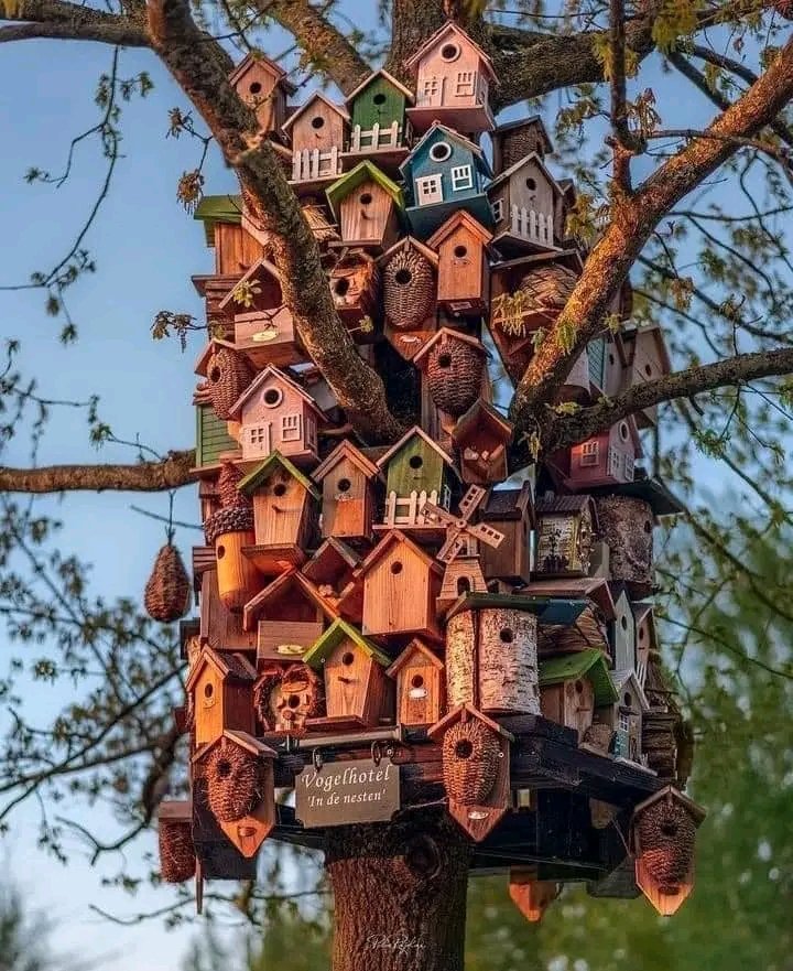 World's Amazing Things tweet media