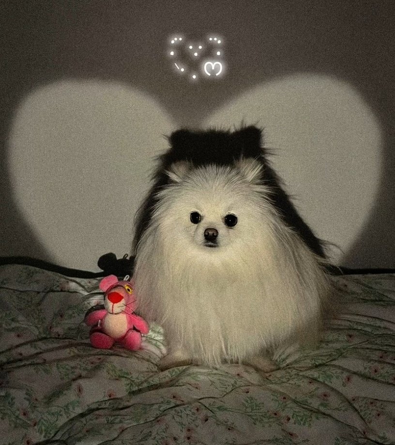 AIMERS_members's tweet photo. 다른 집 강아지가 하길래 부러워서 해봤어,,🐶

#AIMERS #에이머스 #SEUNGHWAN #승환 https://t.co/U6BP0TpjmN