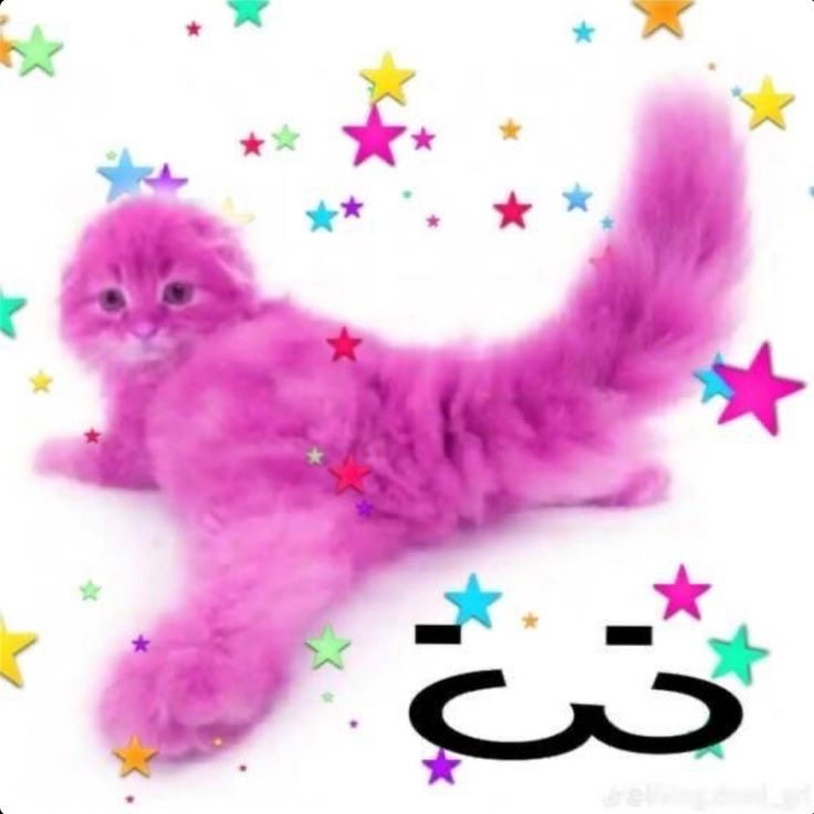 kittencradles's tweet photo. my soul https://t.co/E5OkocY47j