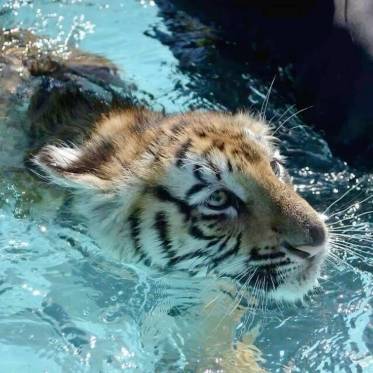 ꒰ᩧׁׅ 𓏼 ̣̣̥ MINHAJUL AL-RAJAH𓈒 ֔🐅 tweet media
