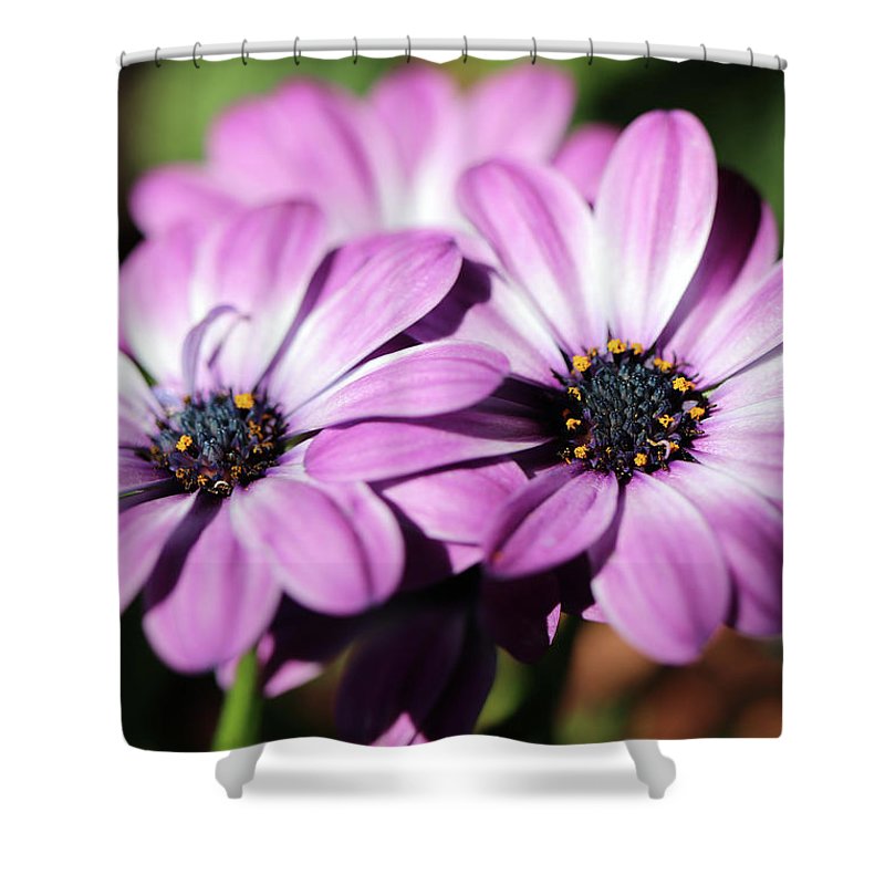 HurmerintaArt's tweet image. A shower curtain filled with flowers. 

This and more flower images on terrific products here:
johanna-hurmerinta.pixels.com

#showercurtain #homedecoration #giftideas #flowers