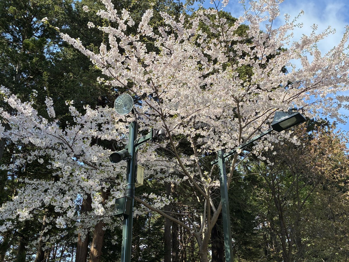 choco_w03's tweet photo. 「北海道神宮の桜が見たい」と言う両親の希望で、弟家族も一緒にお花見する予定でしたが、強風で断念😂
ランチだけ楽しもう、と皆で出掛けて来ました😊🍱
美味しい和食に大満足🎵

食後、天気が回復したので神宮に寄り念願の花見へGO🌸
桜の他に梅や木蓮も咲いてて綺麗だった✨
良き一日でした☺️ https://t.co/RpJn46xbMp