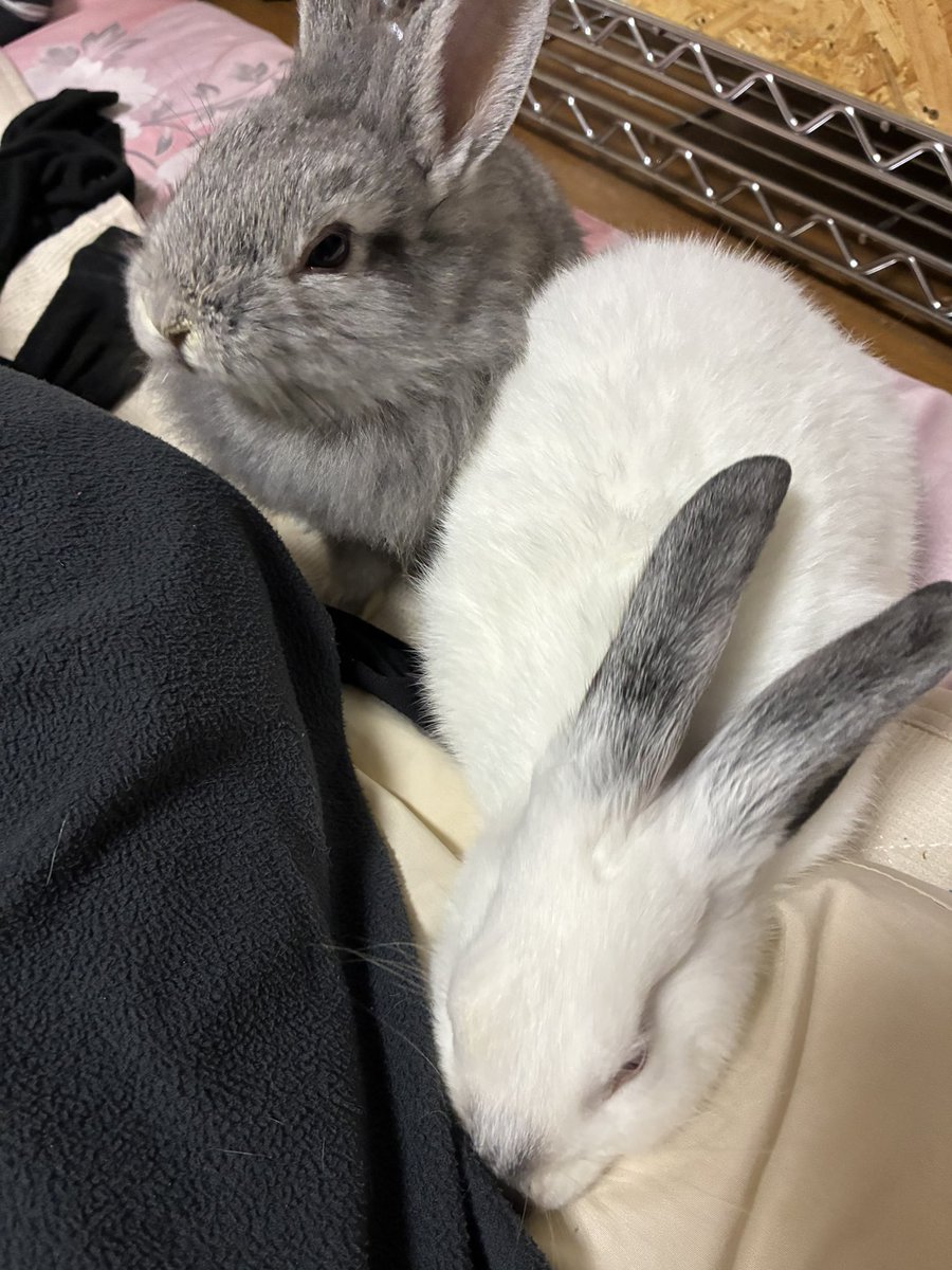 なな@いきもの垢 tweet media