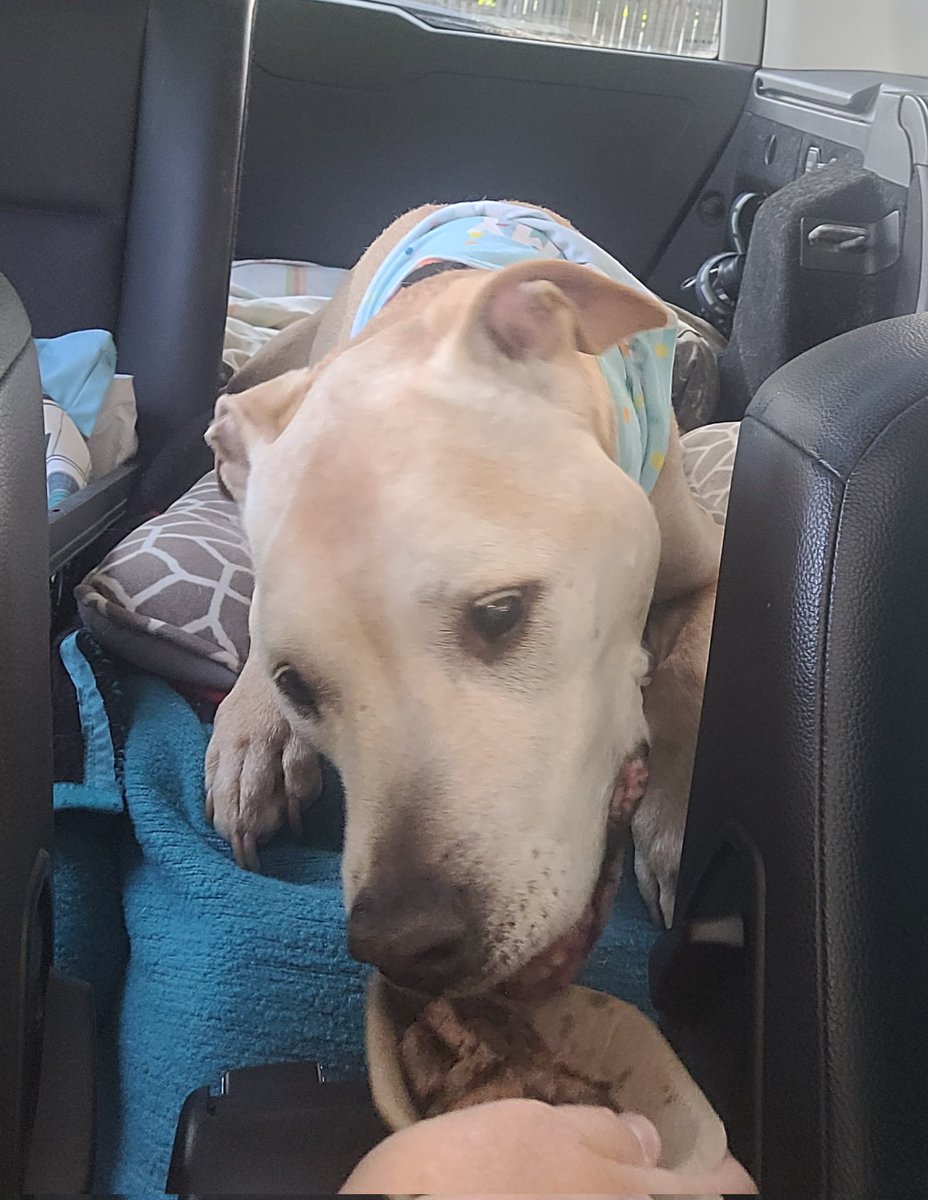 rightside74's tweet photo. Our baby Brix turned 14 yesterday so every good boy deserves a pup pattie from the local burger drive in
#AdoptDontBuy 
#pitbull
@BC_SPCA https://t.co/qyr16En3Qm