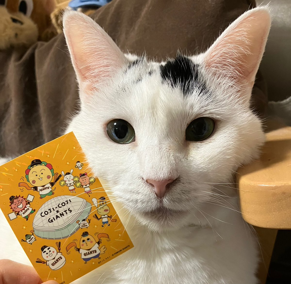 ygk0701's tweet photo. 4月30日に #コジコジ と #GIANTS を観に
巨人vs広島戦に行ってきました😸
残念ながら試合は負けてしまいましたが、
コジコジが可愛かった〜🧡
コジコジグッズもゲット〜可愛い！！！
コジコジステッカーをハナちゃんに
自慢しちゃいました🐱一緒にパシャリ📸
#cojicoji https://t.co/8INCuRoekC