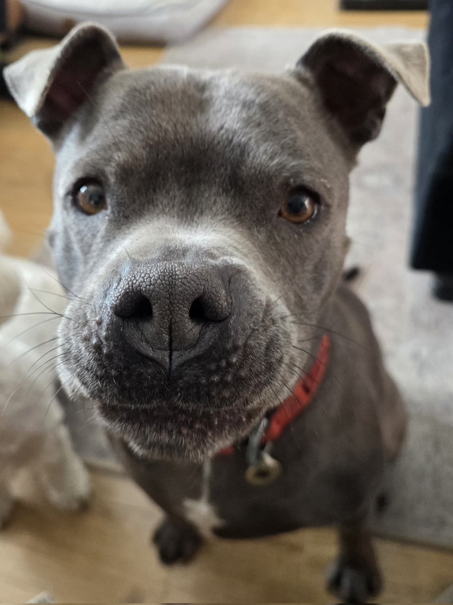 Paws & Reflect Dog Behaviourist & Trainer tweet media