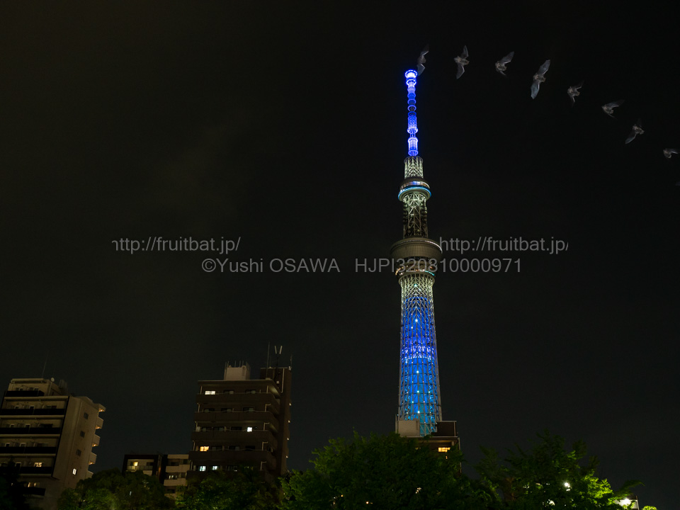 BAT_Yushi_Osawa's tweet image. 東京スカイツリーとアブラコウモリPipistrellus abramus。20Hzの多灯マルチ発光　#コウモリ #Chiroptera #bats