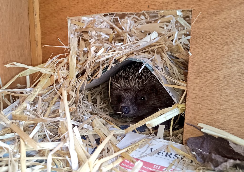 squirrelpics1's tweet image. 6/8 Igeln sind wach. Ich wurde bei der Arbeit von neugierigen Igelnasen beobachtet. Wir suchen für 3 Igel noch Auswilderungsplätze. Dazu später mehr.
🦔 🏡 🌳
#Igel #GartenTiere