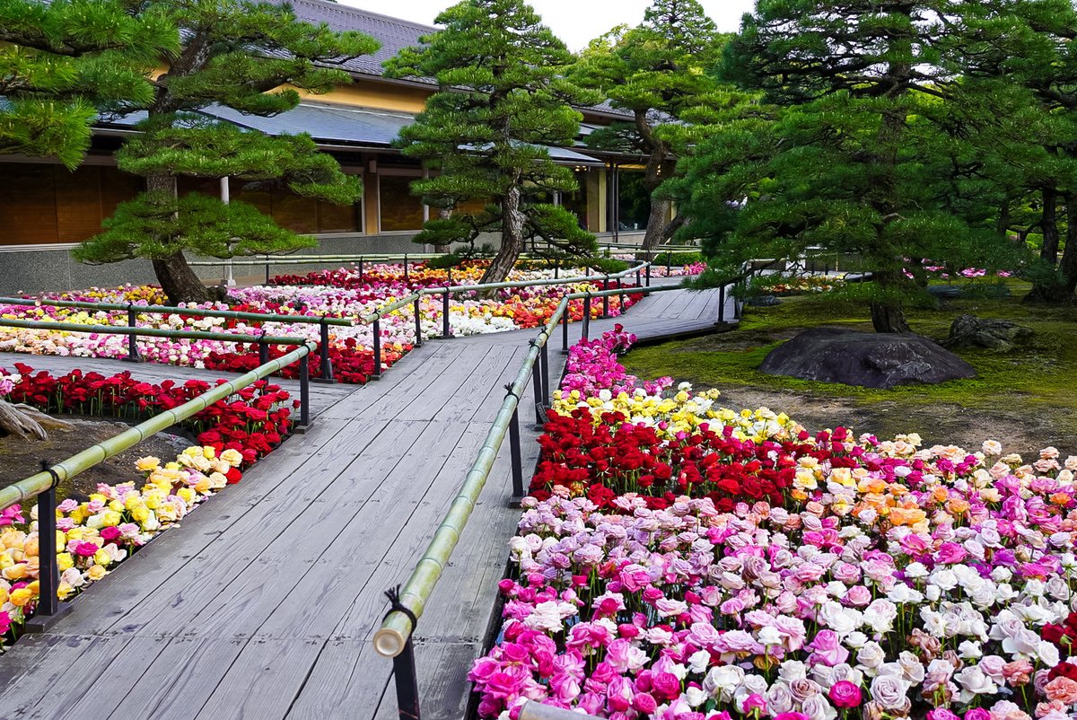 aokinopho's tweet photo. 島根県松江市 由志園
池泉牡丹 薔薇苑路 https://t.co/7R0PFWYGd3
