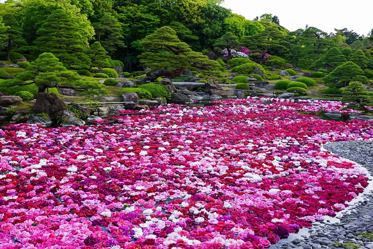 aokinopho's tweet photo. 島根県松江市 由志園
池泉牡丹 薔薇苑路 https://t.co/7R0PFWYGd3