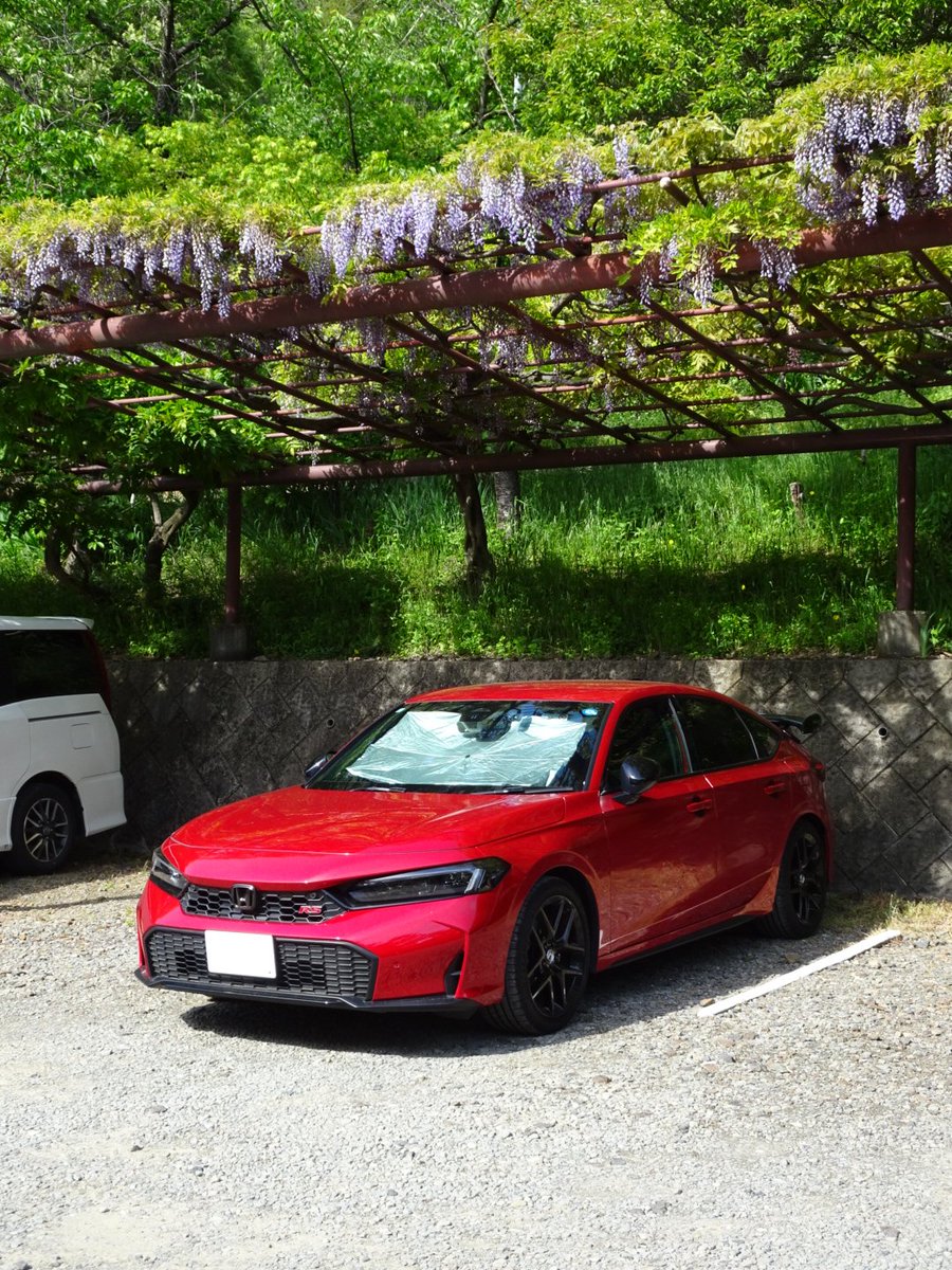 kuugault's tweet image. FL1シビックRS×藤の花
#honda #civic