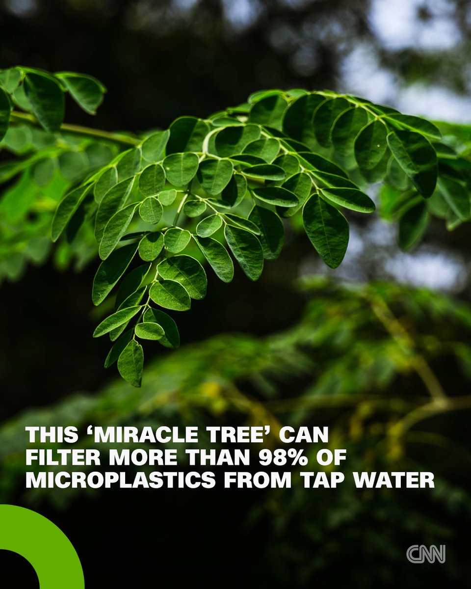 yourplanetonx's tweet image. The moringa tree 🌿, often called the miracle tree, is packed with nutrients and powerful benefits

New research shows it can also help remove harmful microplastics from water

#Moringa #CleanWater

👍 Follow @yourplanet.earth for more
🙏 Turn on notifications for future updates