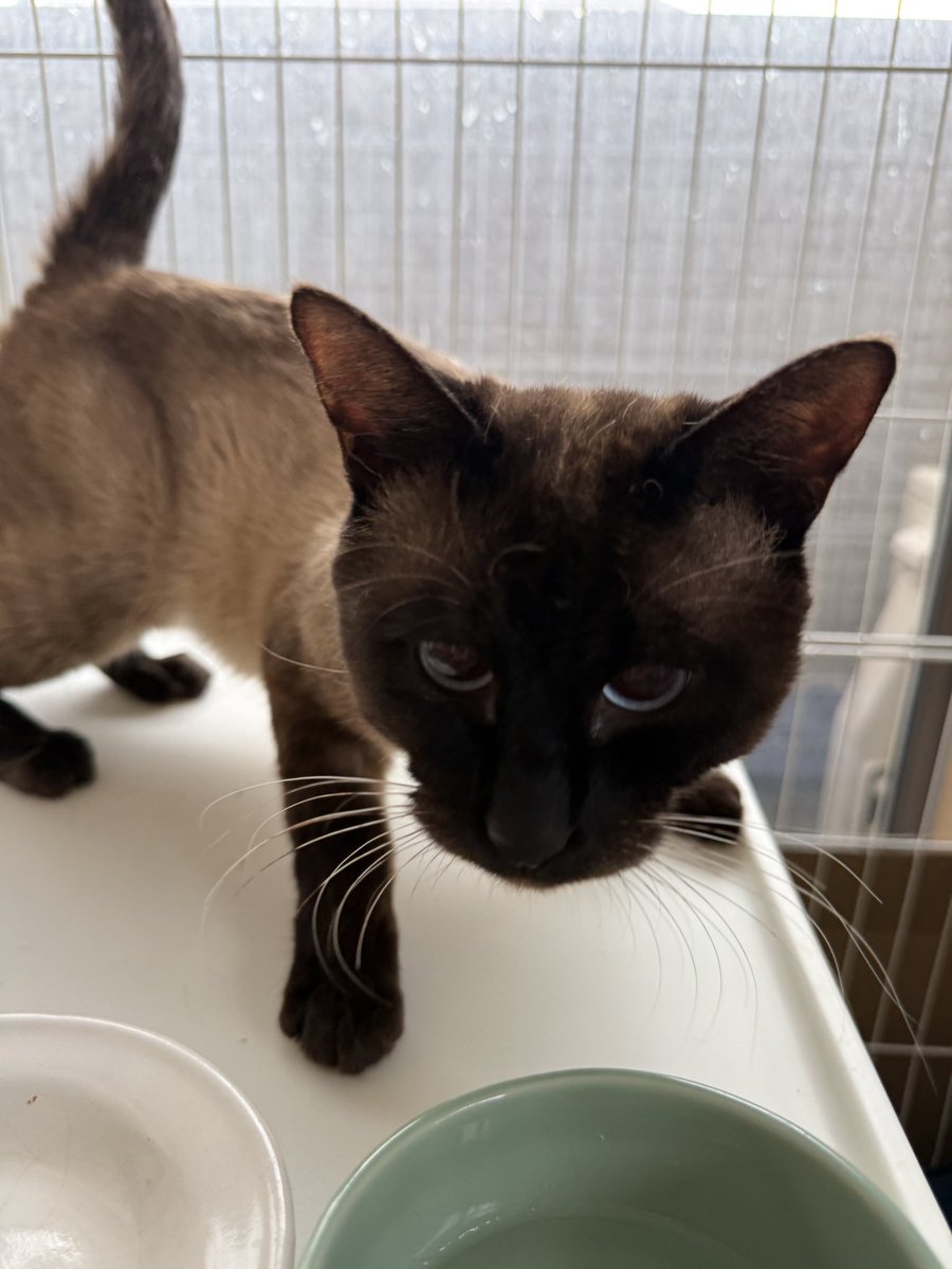 秘密結社猫のために生きよ tweet media