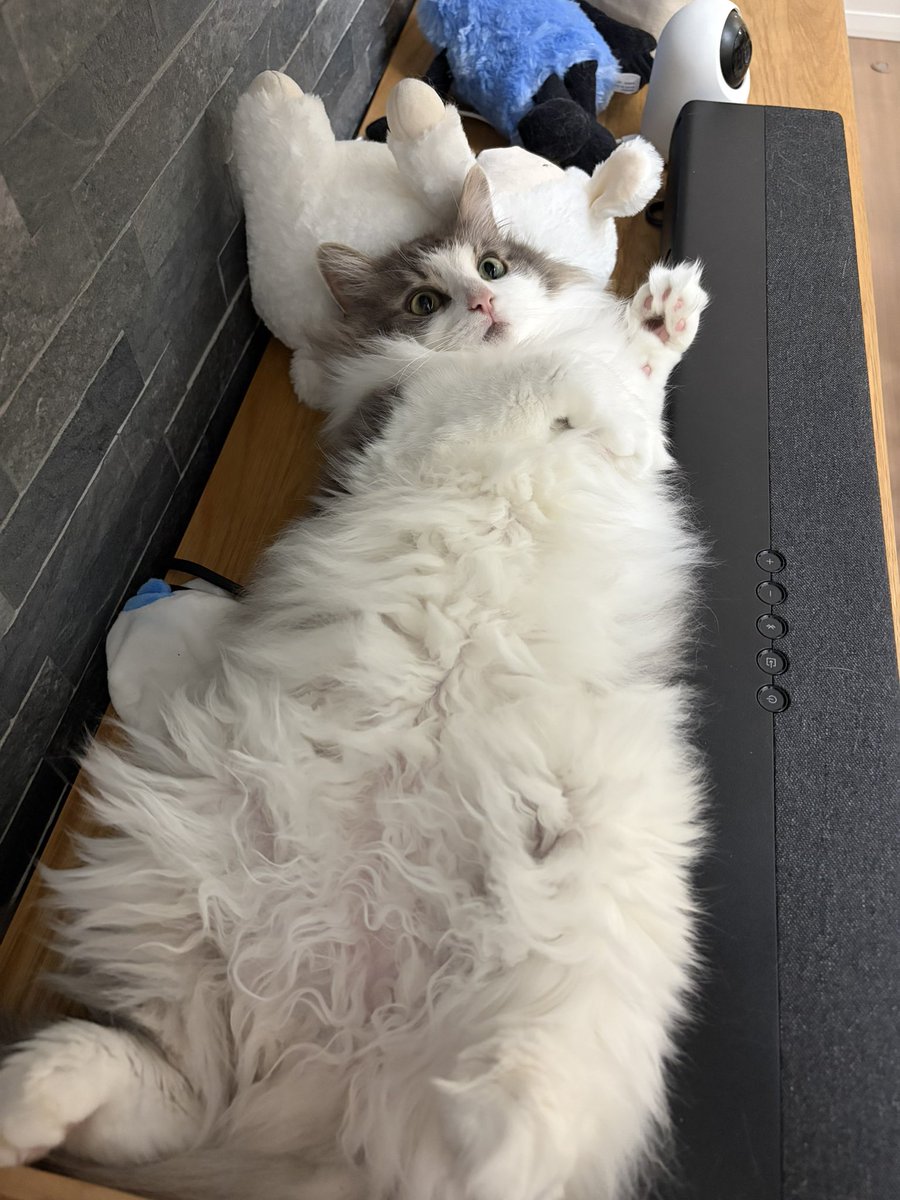 りん🐈ノルウェージャンフォレストキャット tweet media