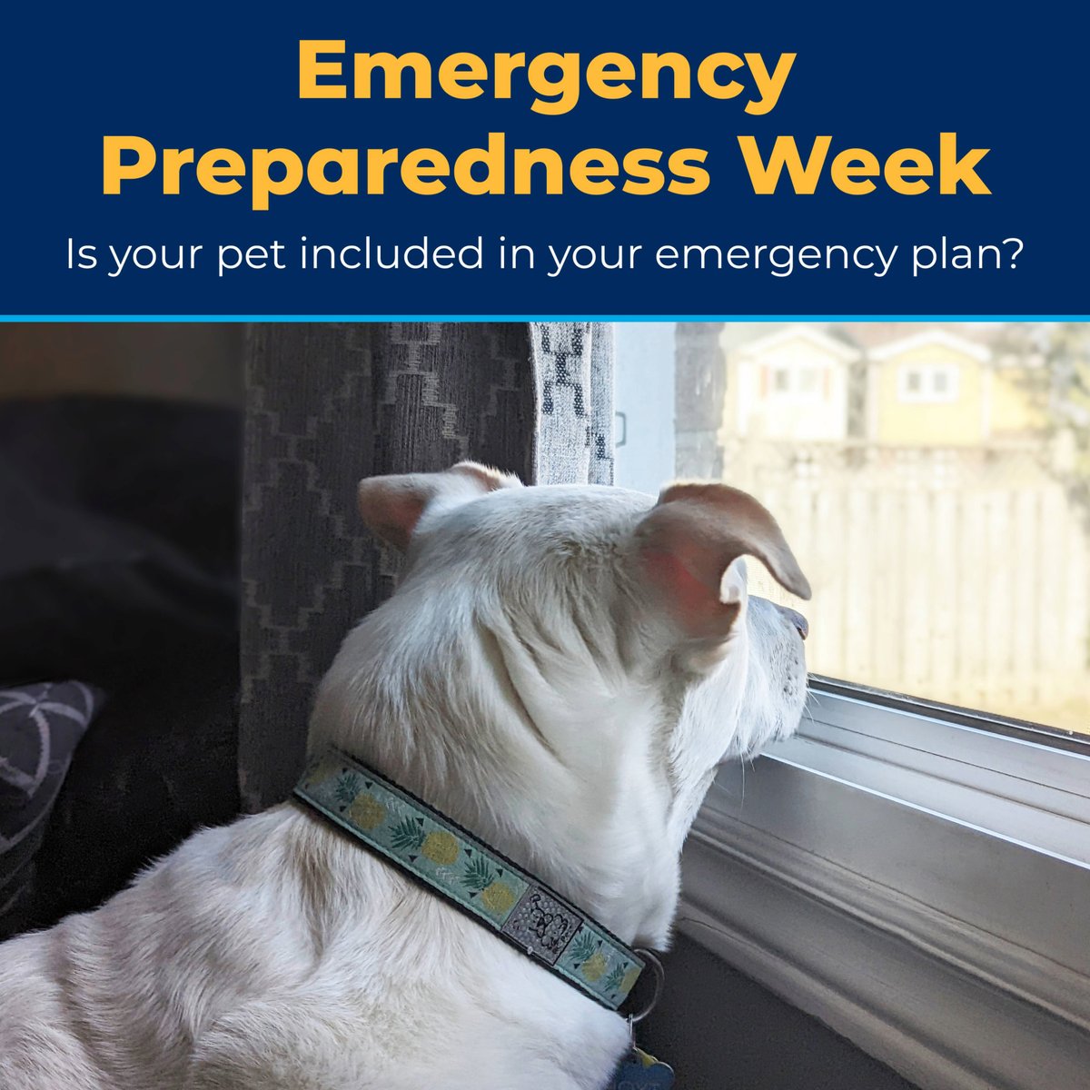 The Ontario SPCA and Humane Society tweet media